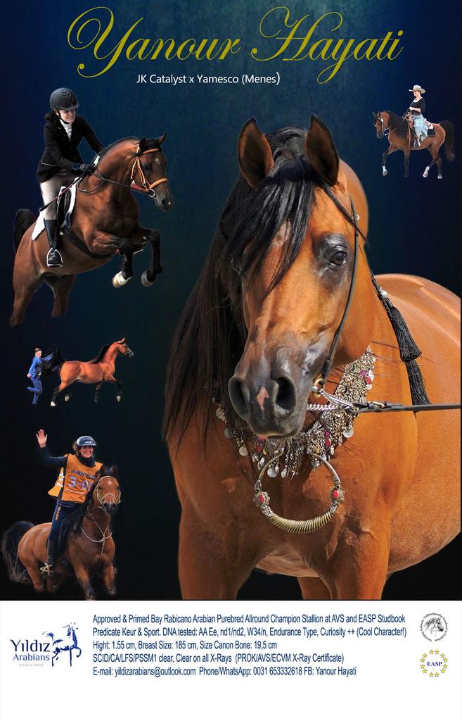 GGK Stempelhengst YANOUR HAYATI ox SPORT KEUR, Hengst