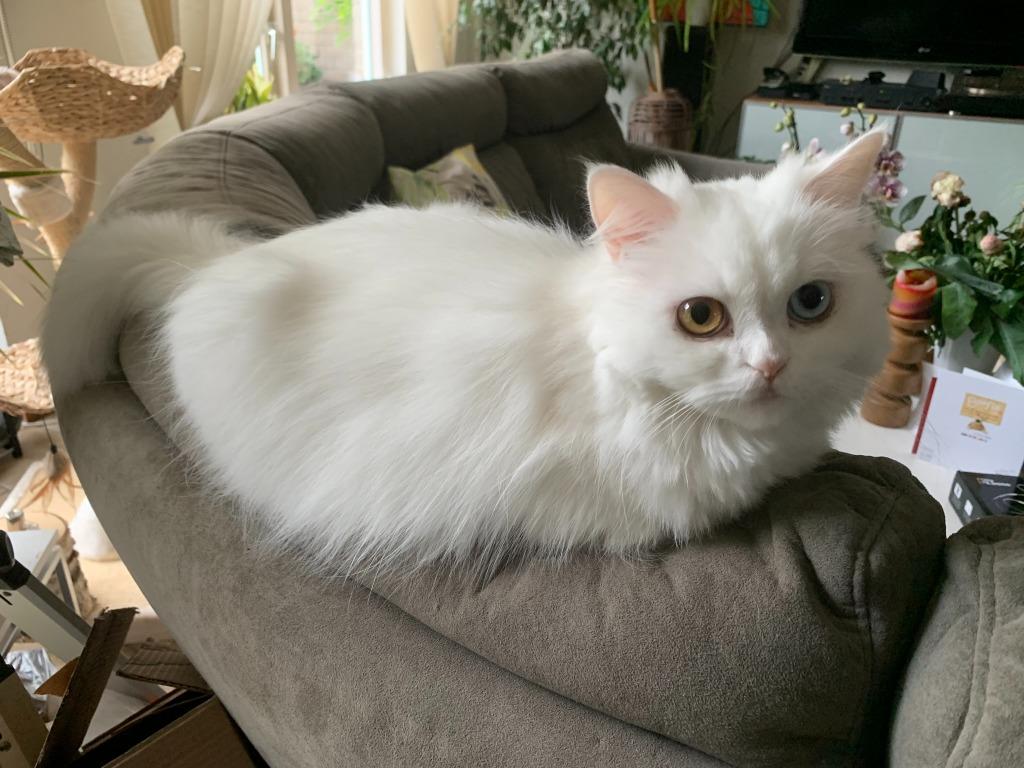 Gezocht: Perzische dekkater voor kittens