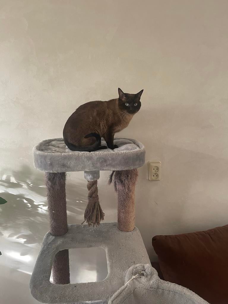 Siamese dekkater, 3 tot 5 jaar