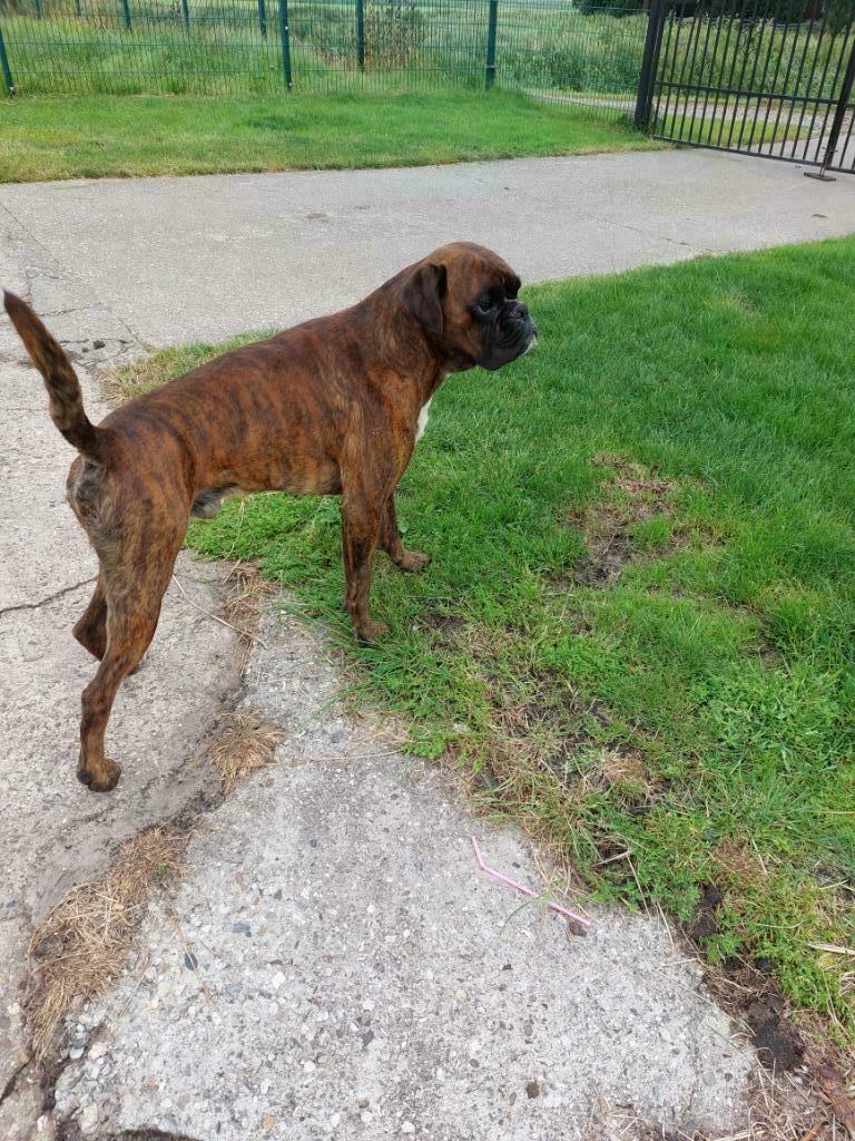 BOXERREU TER DEKKING MET STAMBOOM, Reu, Parvo, Eén hond, 3 tot 5 jaar
