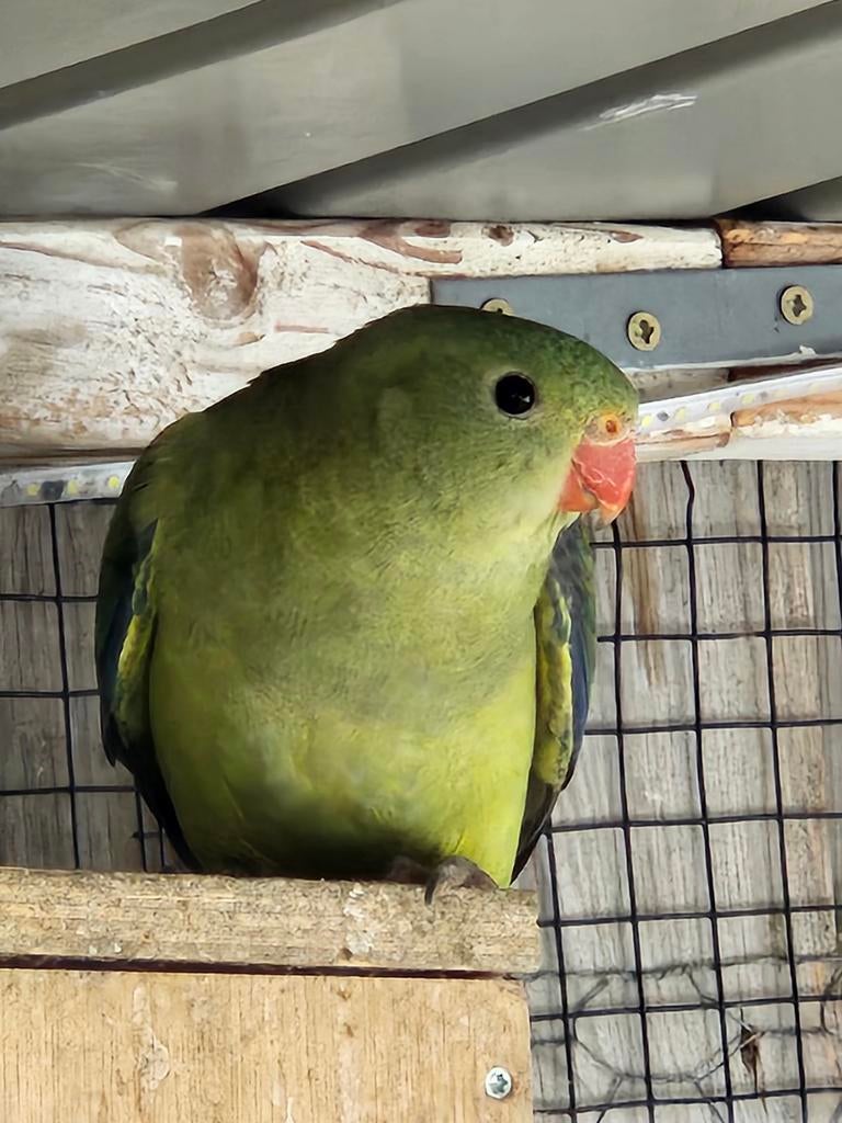 Bergparkiet pop van 2025 te koop, Dieren en Toebehoren, Vogels | Parkieten en Papegaaien, Vrouwelijk, Parkiet, Geringd