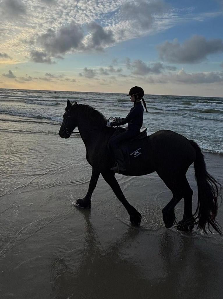 Verzorgpony gezocht omgeving amsterdam, Dieren en Toebehoren, Ophalen of Verzenden, Zo goed als nieuw