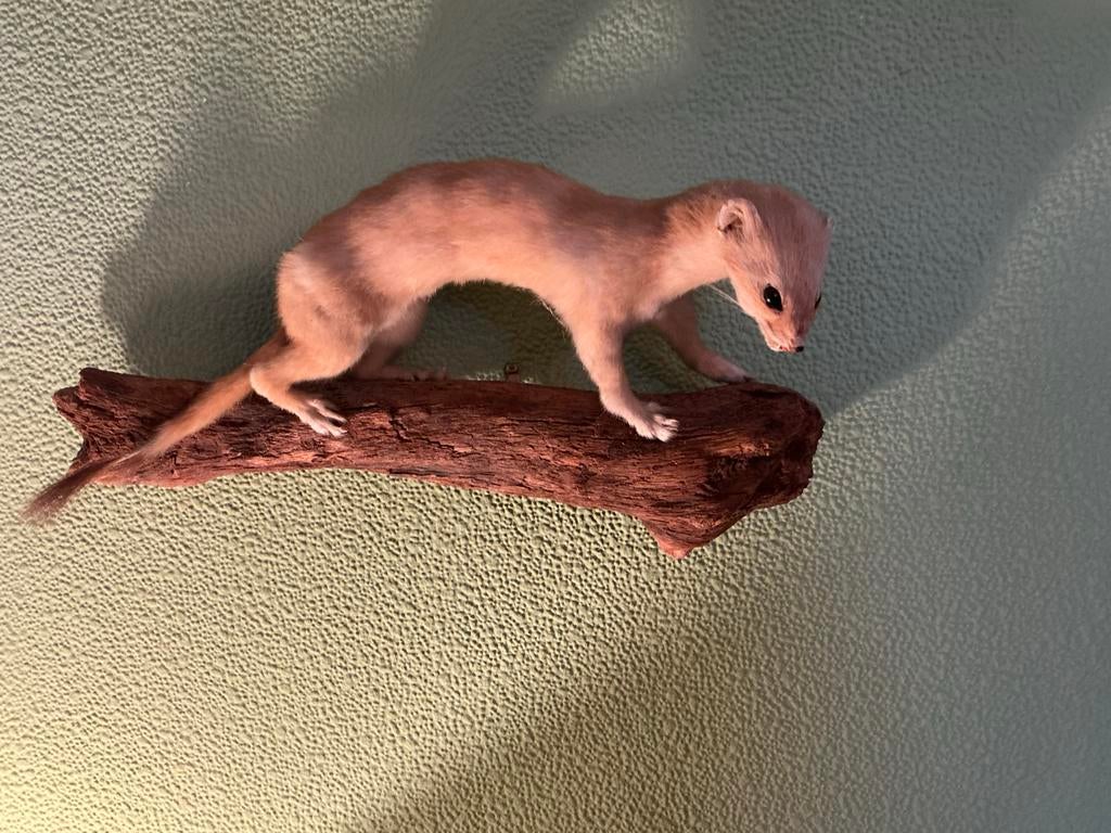 Taxidermie. Hermelijn, wezel? op Houten Sokkel, Antiek en Kunst, Ophalen of Verzenden