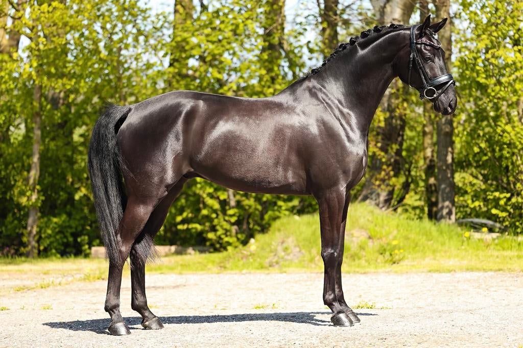 prachtige zwarte 6-jarige Hannoveraanse ruin, Met stamboom, Ruin, Dressuurpaard, L