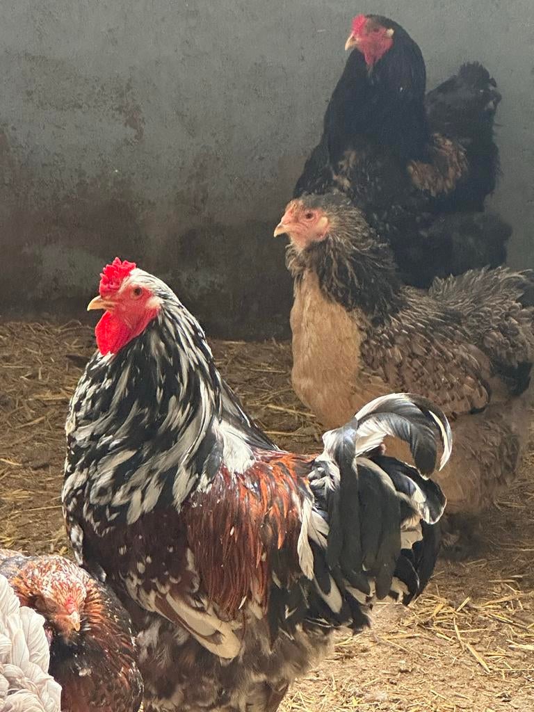 Brama kuikens groot, Dieren en Toebehoren, Pluimvee, Meerdere dieren, Kip