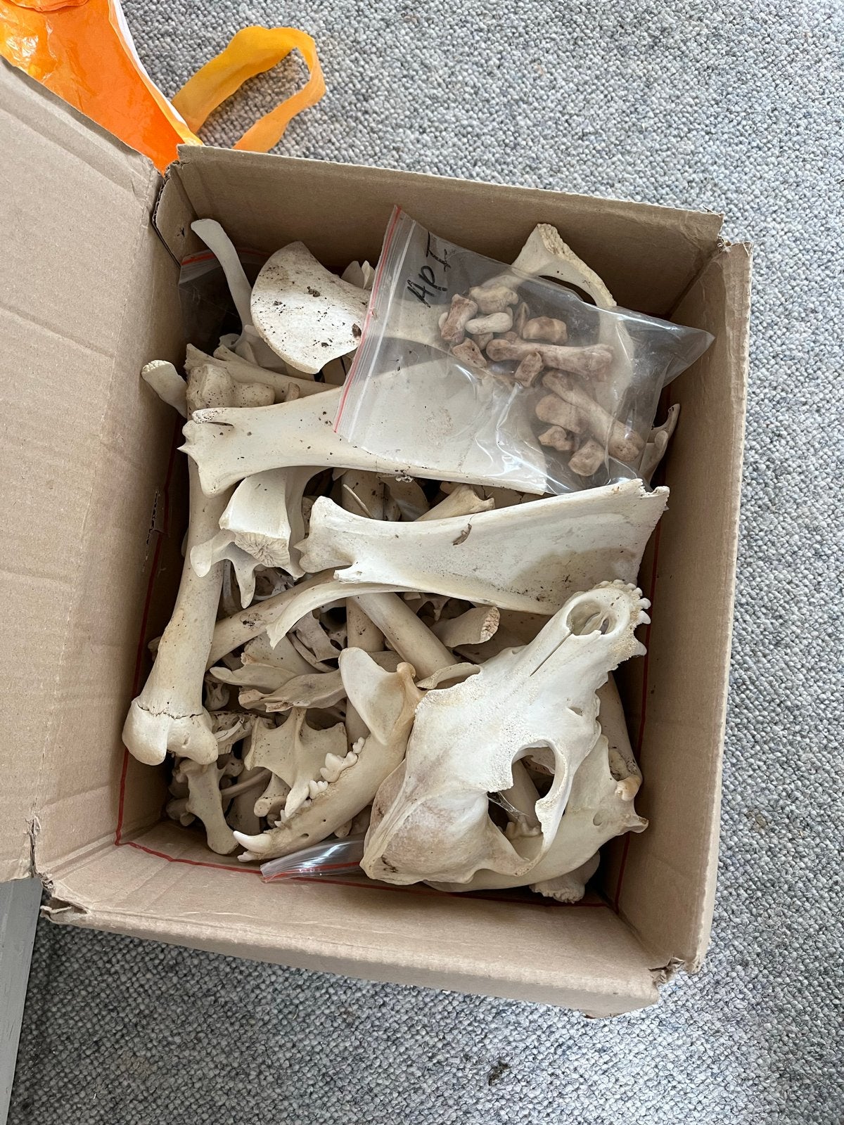 Collectie dierlijke botten en schedels hond kaken schedel, Ophalen of Verzenden, Gebruikt, Hond of Kat, Schedel