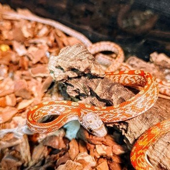 Pantherophis guttata Corn Snake photo 11