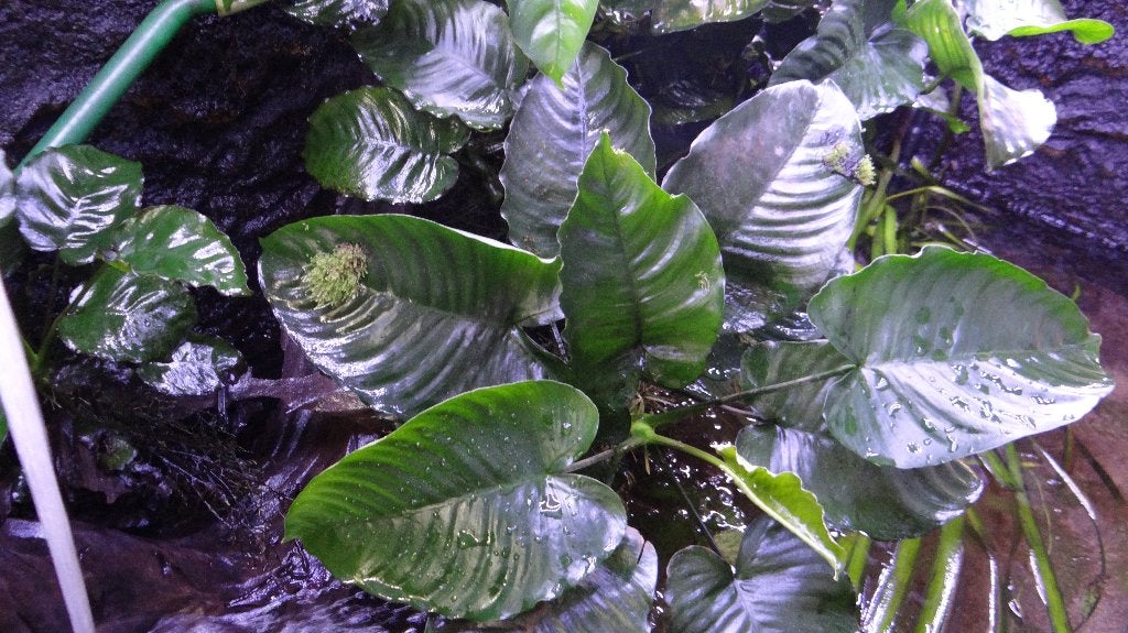 Anubias, Grote Aquarium plant., Inclusief planten, Plant(en), Steen of Hout, Nieuw, Overige merken