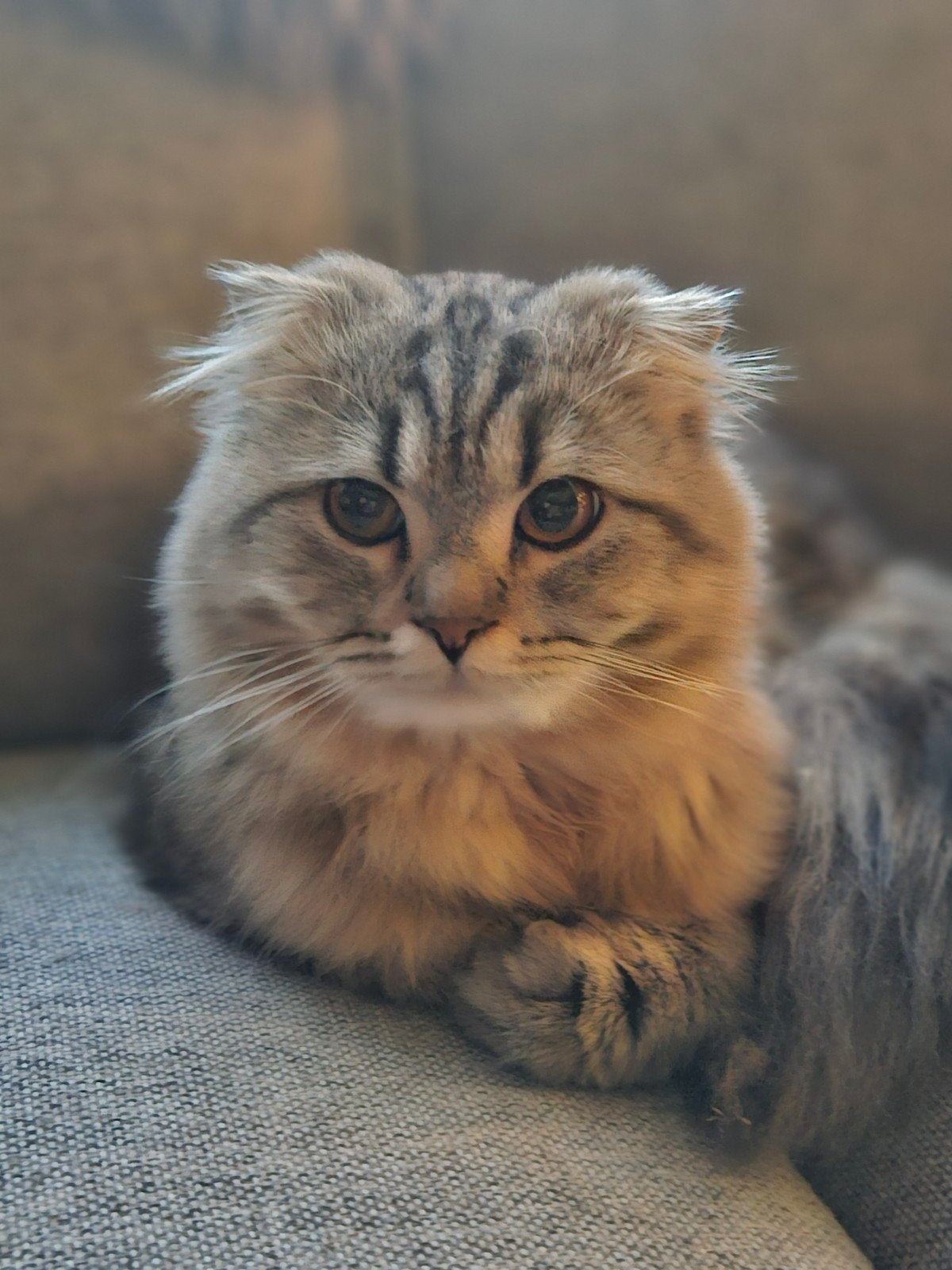 Britse Langhaar mix 2 jaar, Dieren en Toebehoren, Kater, Ontwormd, 0 tot 2 jaar