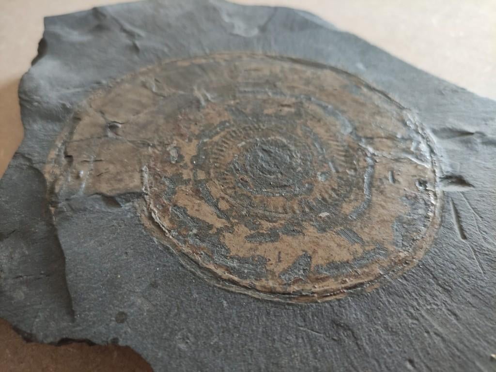 Ammoniet Dactylioceras zeldzaam in leisteen goudkleurig, Ophalen of Verzenden, Fossiel