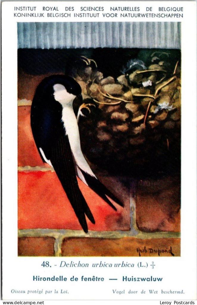 Huiszwaluw / House Martin – Nº 48 – (KBIN / IRSNB), Verzenden, 1940 tot 1960, Ongelopen, Vogel