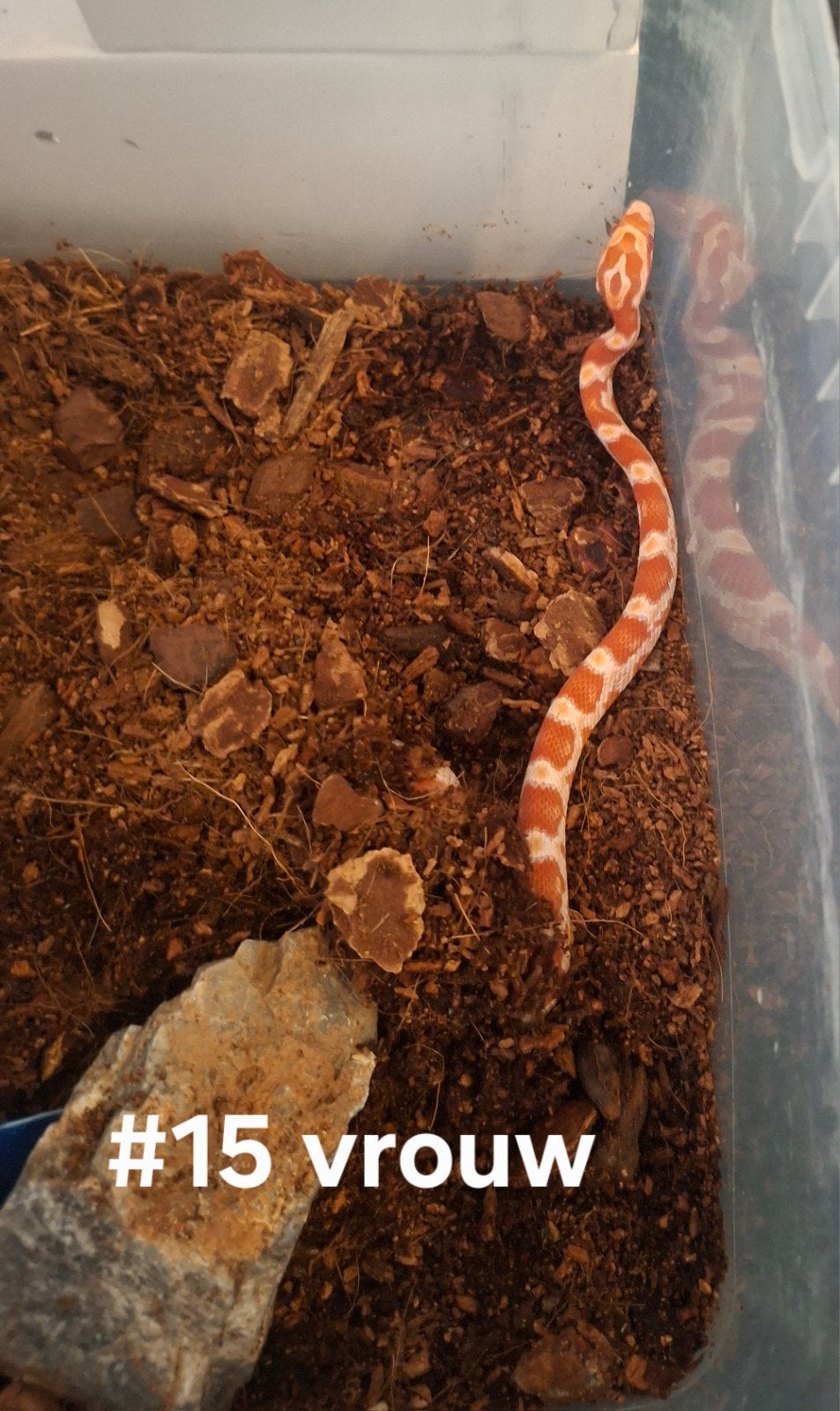 rattenslang nakweek 2026 Pantherophis guttatus Corn Snake photo 12