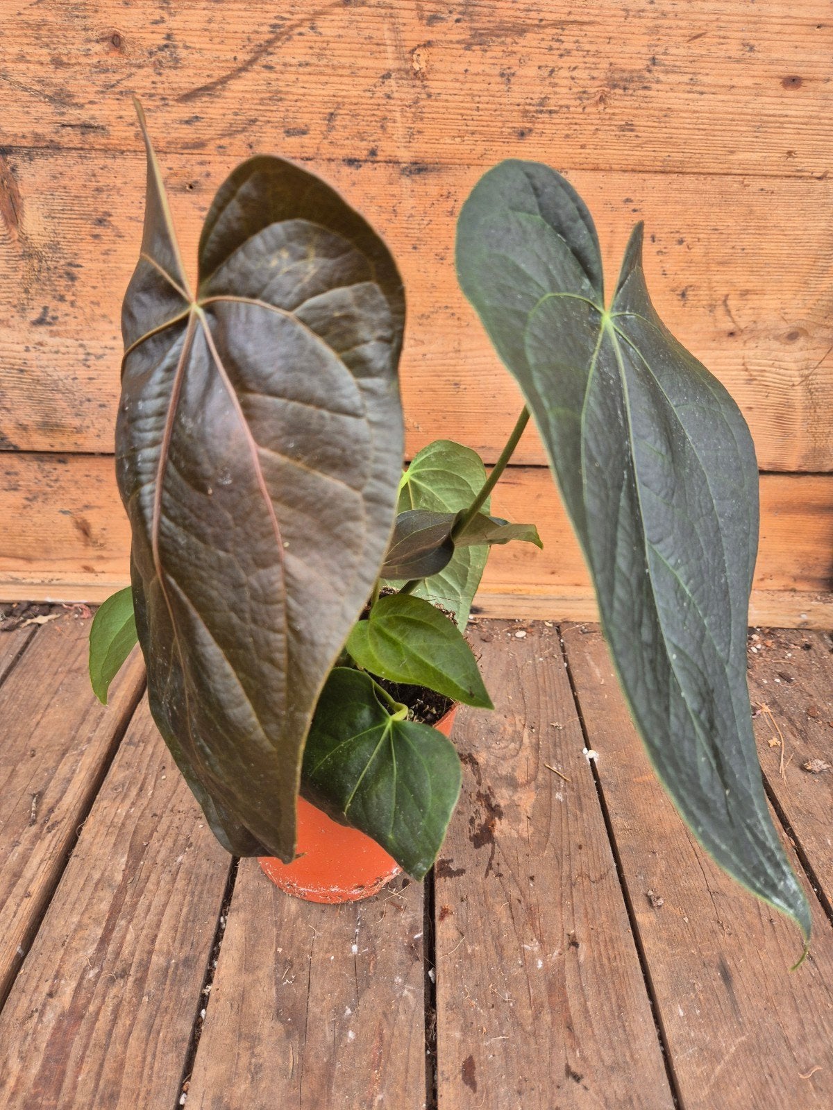 Anthurium Queen of Hearts p12 (3)