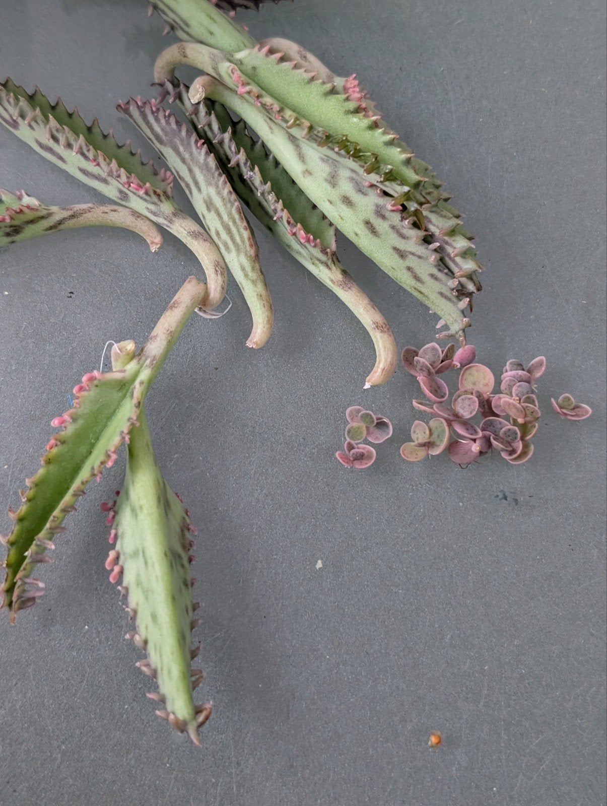 Stekken van de Kalanchoë Daigremontiana "Pink butterflies", Ophalen, Volle zon