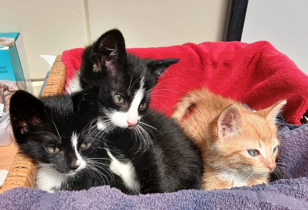 te koop makke kittens!, Dieren en Toebehoren