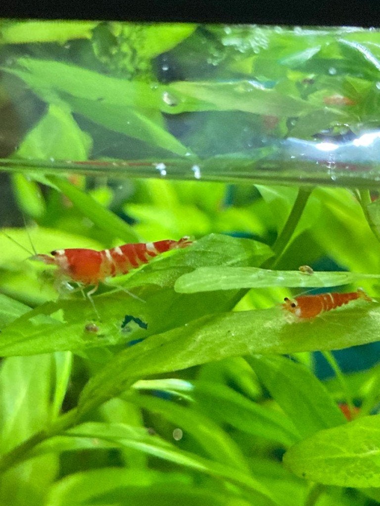 Super CRS garnalen | Caridina, Kreeft, Krab of Garnaal