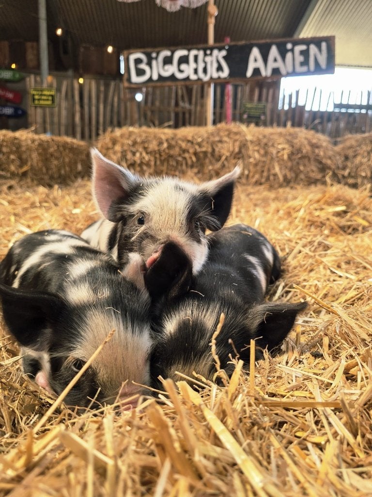 Kune kune biggen zeugjes, Dieren en Toebehoren, Vrouwelijk, Varken, 0 tot 2 jaar