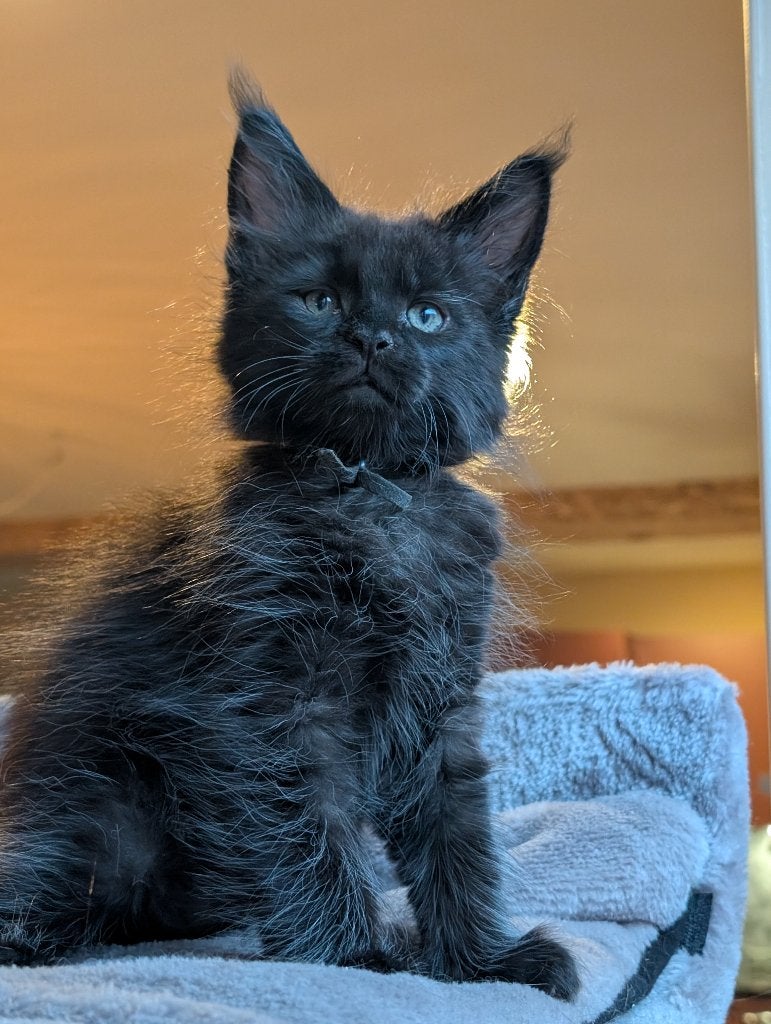 maine coon katertjes, Kater, Ontwormd, 0 tot 2 jaar