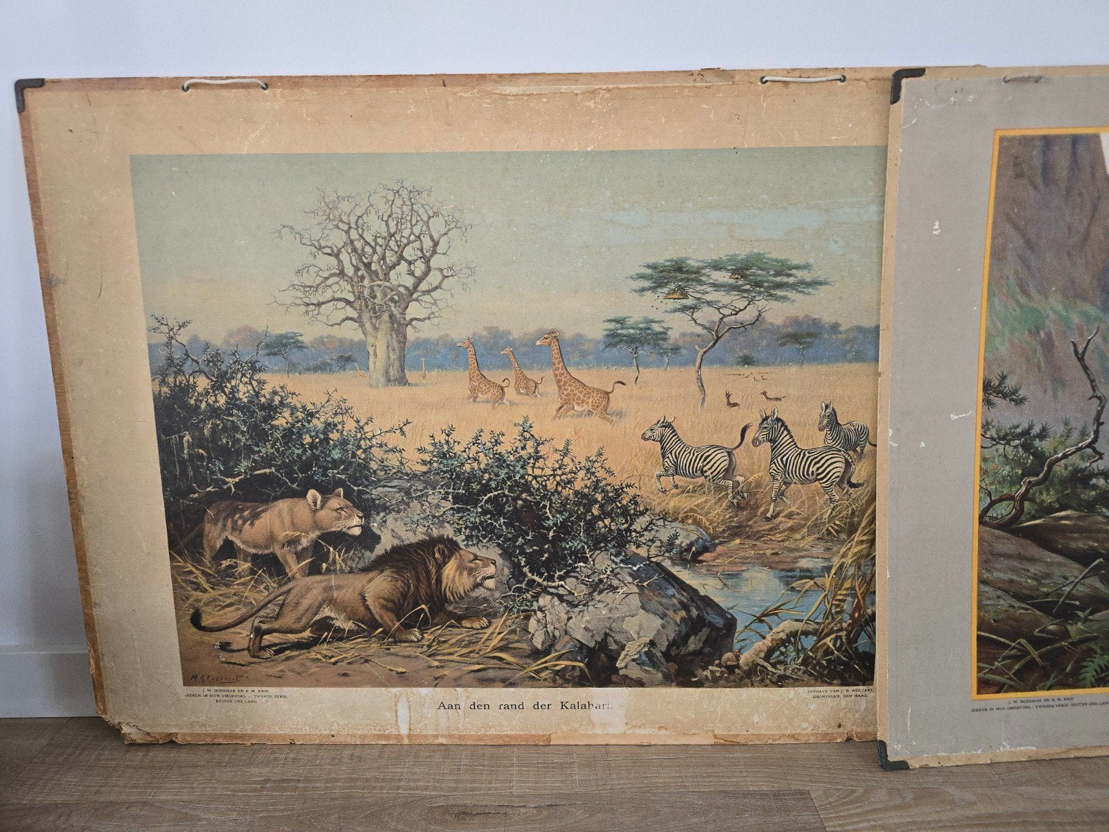 Schoolplaat Aan den rand der Kalahari' door M.A. Koekoek €20, Antiek en Kunst, Antiek | Schoolplaten, Ophalen of Verzenden, Natuur en Biologie