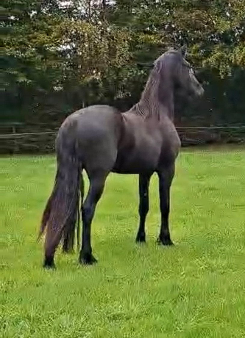 Arabo-fries merrie  4,688% Arabier · 95,313% Fries, Dieren en Toebehoren, Merrie, 160 tot 165 cm, Dressuurpaard, 0 tot 2 jaar