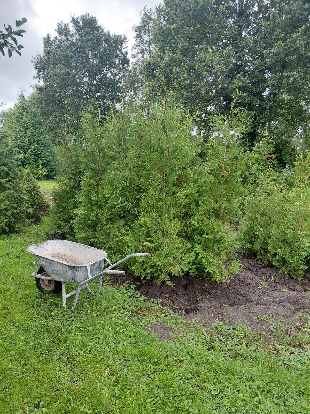 coniferen thujabrabant te koop, Ophalen, Conifeer, 100 tot 250 cm