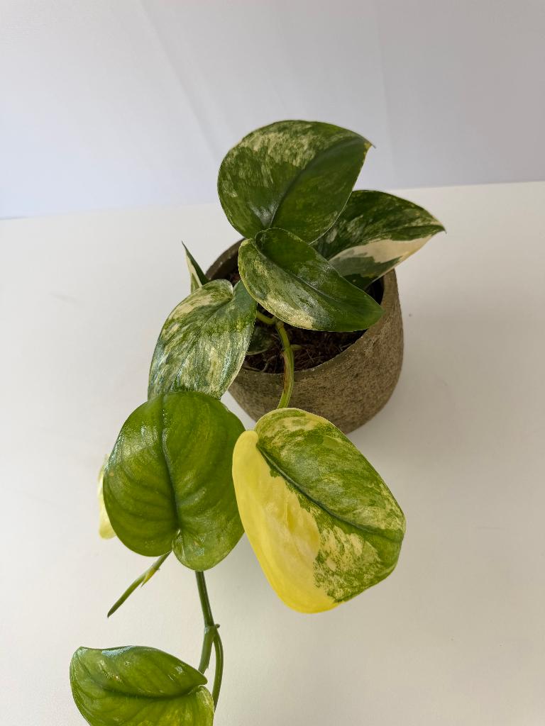 Scindapsus Jade Satin Var. p 12, Ophalen of Verzenden, Halfschaduw, Minder dan 100 cm
