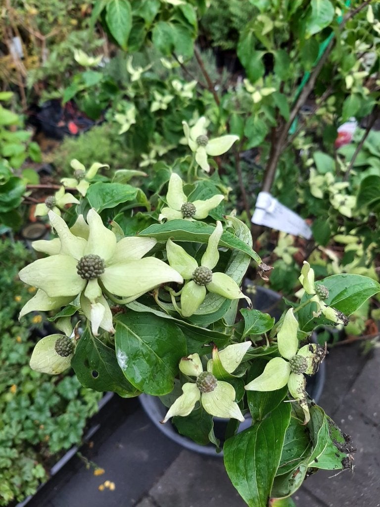 Cornus kousa China Girl Japans kornoelje herfstkleur eetbaar, Overige soorten, Volle zon, Vaste plant, Ophalen of Verzenden