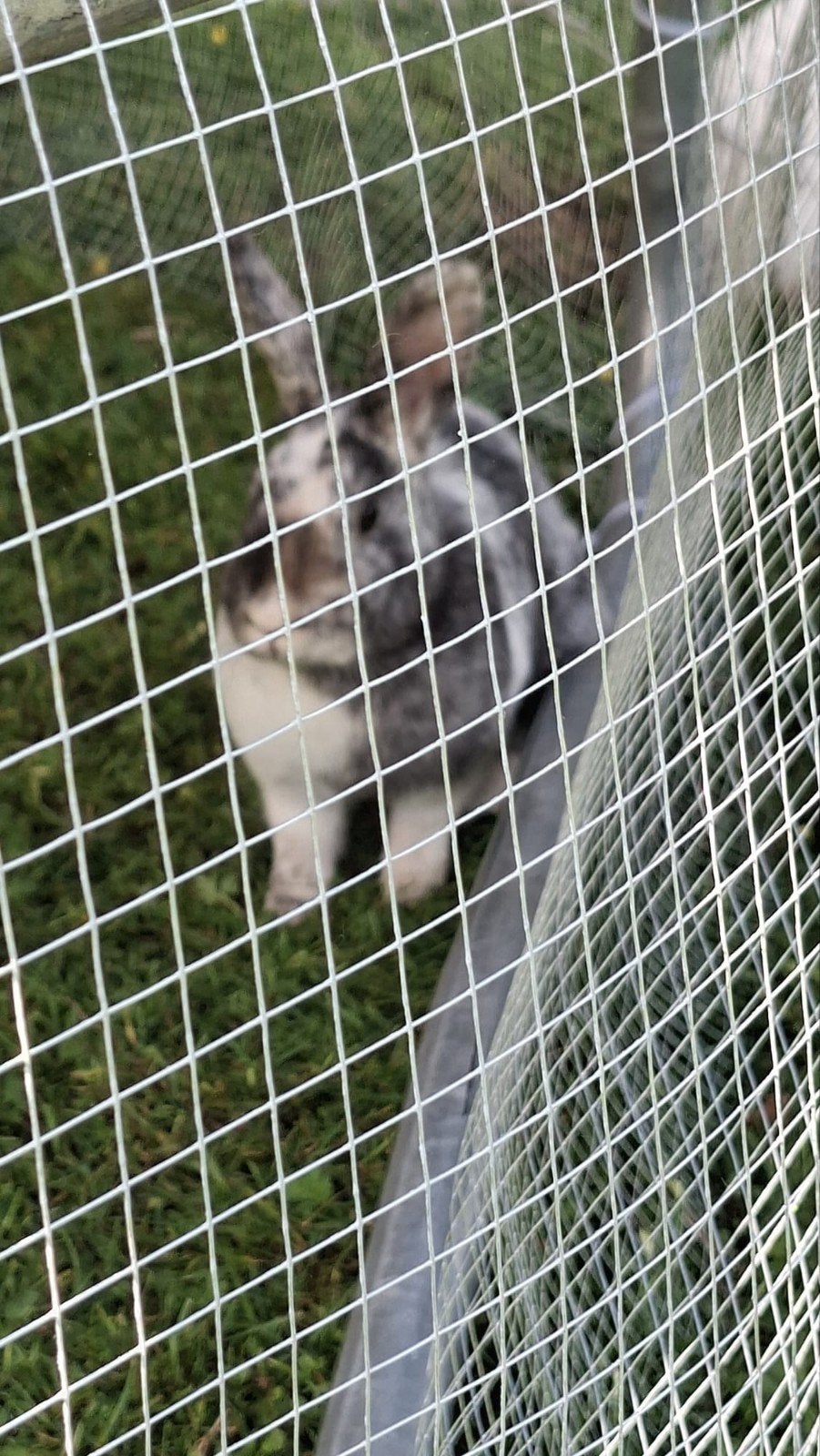 Konijnen te koop, Dieren en Toebehoren, Meerdere dieren, Middelgroot