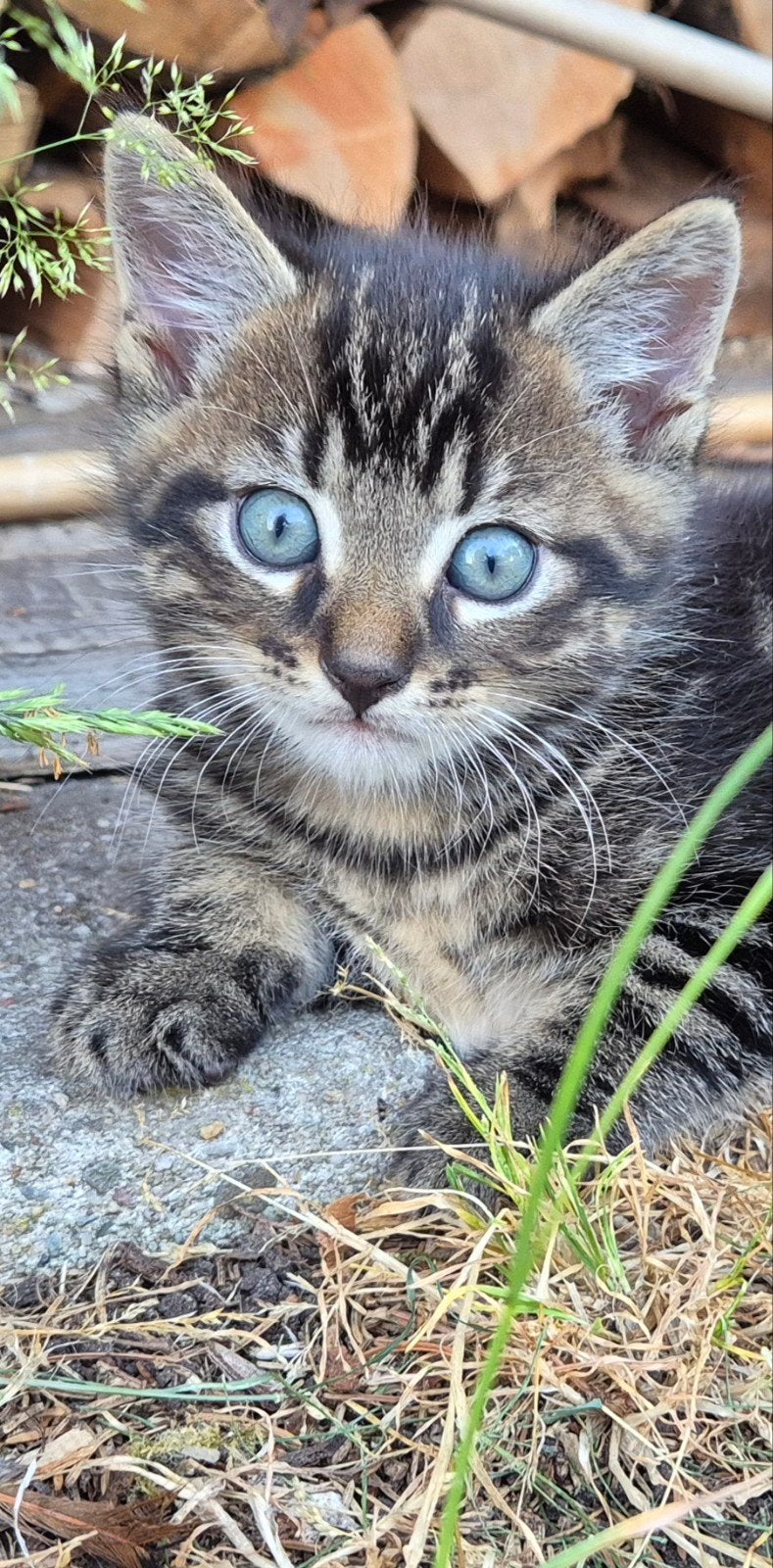 1x jonge Tijger boerderijkatje, Dieren en Toebehoren, Kater, Kortharig, 0 tot 2 jaar