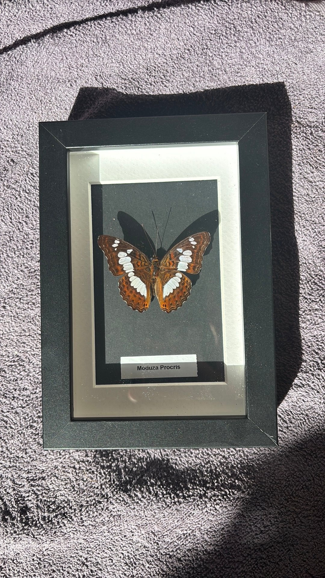 Geprepareerde vlinder in lijst, Verzamelen, Dierenverzamelingen, Ophalen of Verzenden, Nieuw, Insect, Opgezet dier