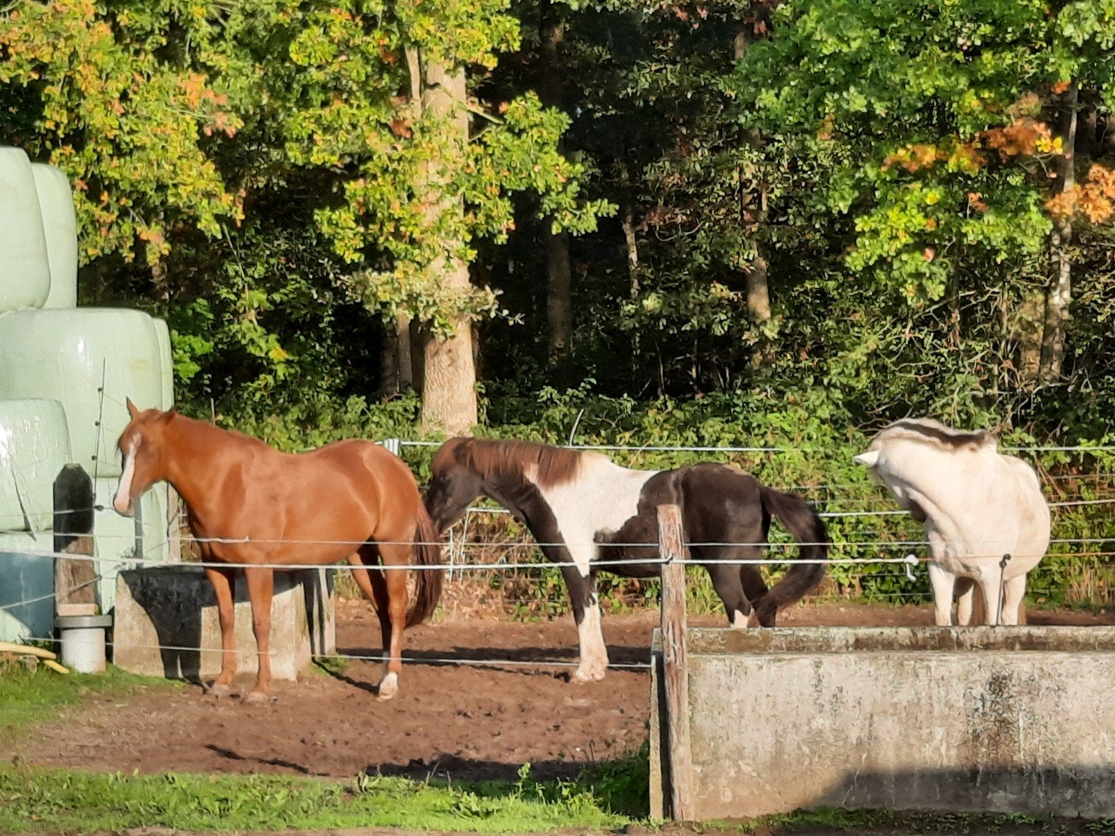 per direct plaats vrij relaxte ruin max150cm fjord ijslander, Dieren en Toebehoren, Stalling en Weidegang, Stalling
