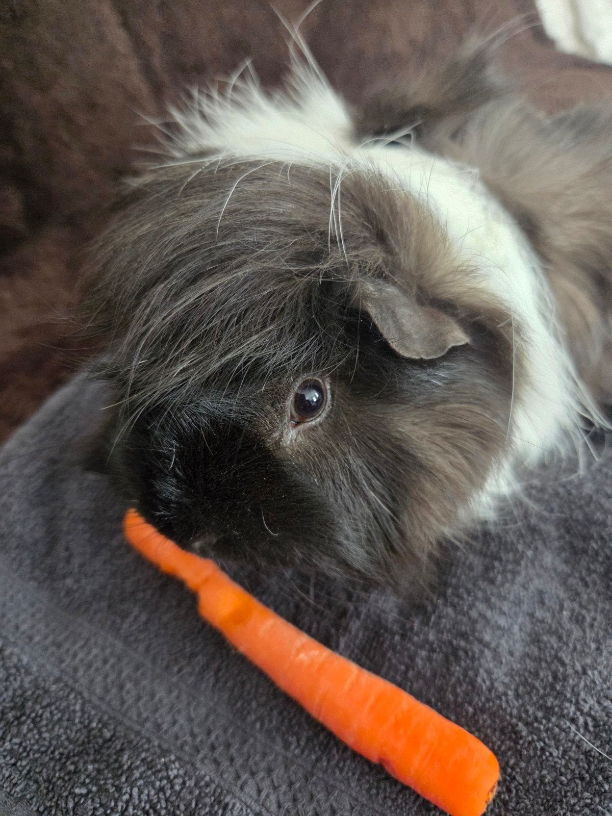Fijn thuis gezocht voor lieve cavia beer, Dieren en Toebehoren, Cavia, Mannelijk, Tam, September