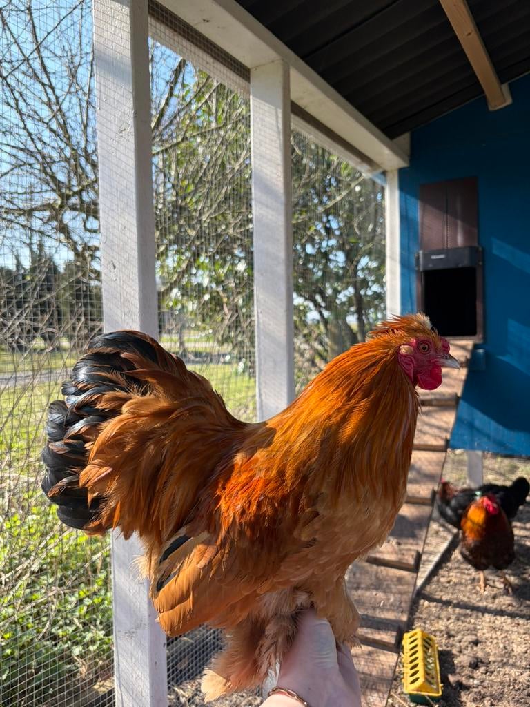 Lieve Tweety zoekt een huis, Dieren en Toebehoren, Mannelijk, Kip