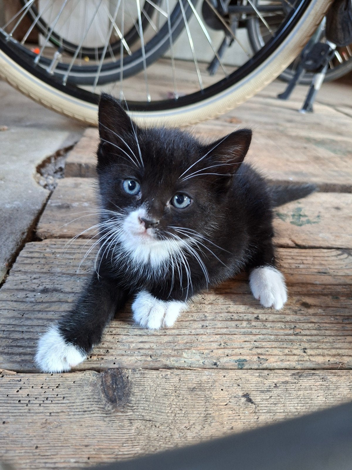 schattige boederij kittens, Meerdere dieren
