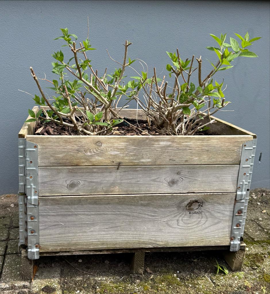 Hortensia in Palletbak | Grote Witte Bloemen, Ophalen, Gebruikt, Balkon, Vierkant