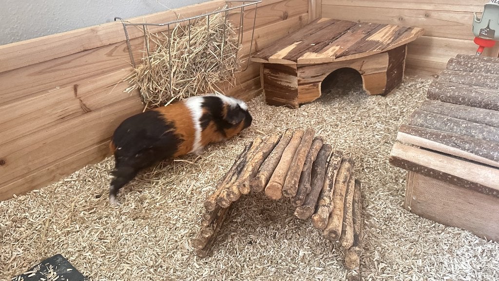 Opvang Cavia Konijn Hamster (herfstvakantie), Dieren en Toebehoren, Ophalen, Nieuw