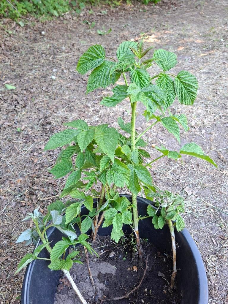Biologische Frambozenstekken - ongeveer 7 stuks, Tuin en Terras, Planten | Tuinplanten, Volle zon, Vaste plant, Ophalen of Verzenden
