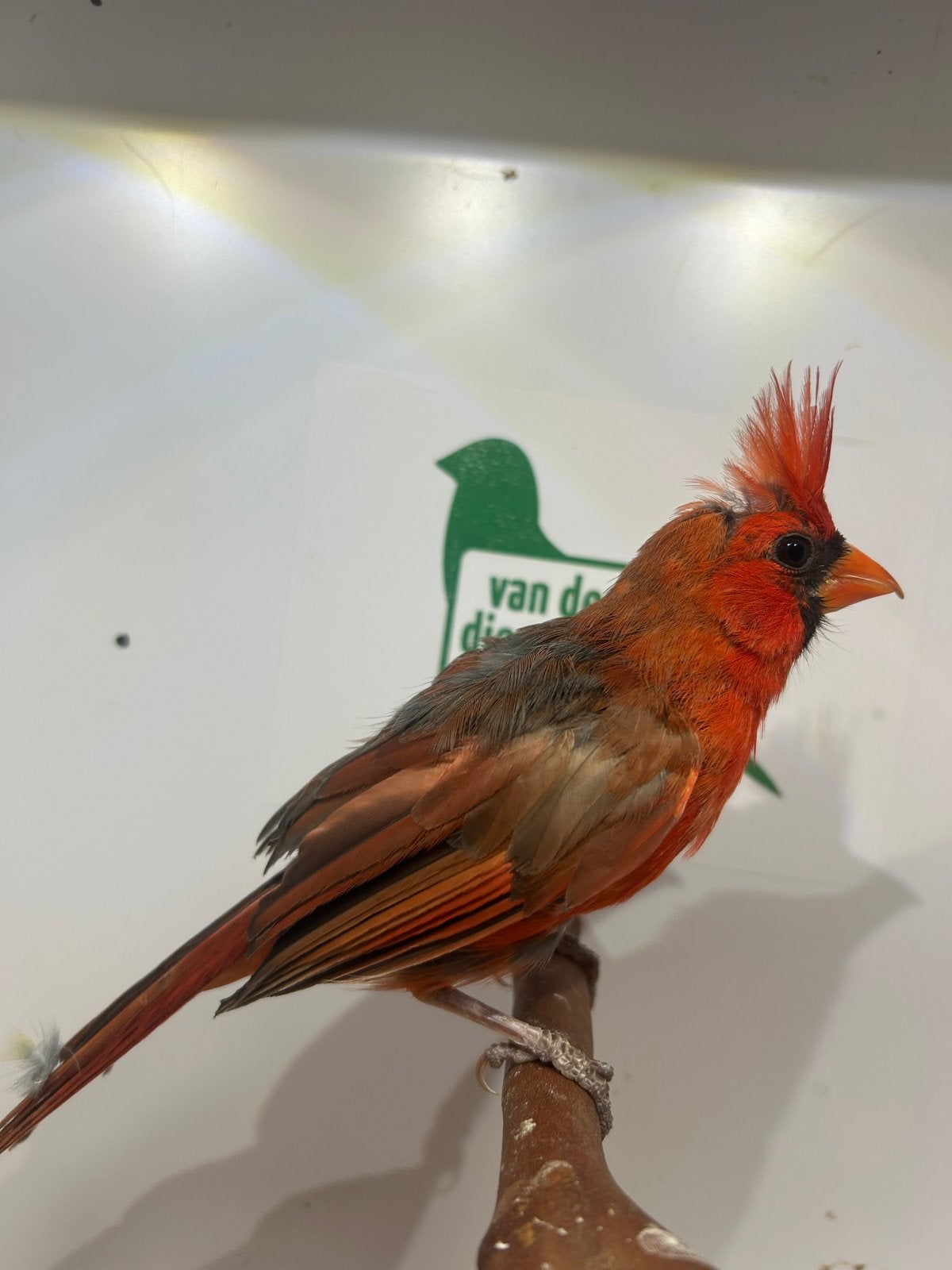 1-0 rode kardinaal, Dieren en Toebehoren, Vogels | Overige Vogels, Mannelijk, Tropenvogel, Geringd