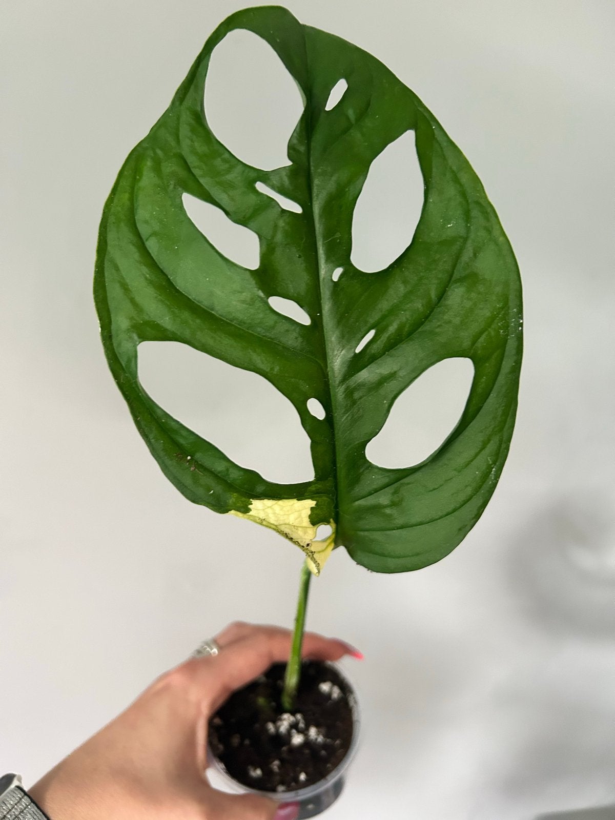 Monstera Adansonii Albo Variegata - Zeldzame Stek, Ophalen of Verzenden, Halfschaduw, Minder dan 100 cm