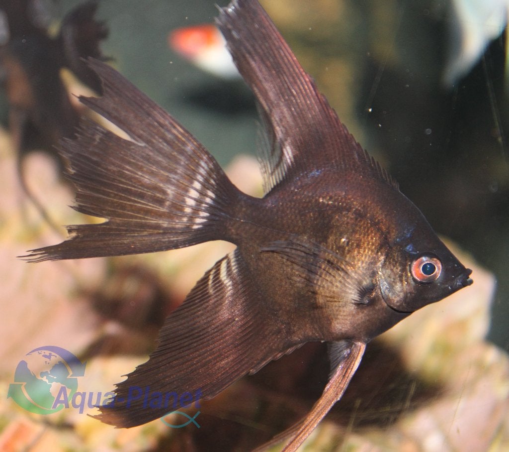 Maanvis "Black Longfin", Dieren en Toebehoren, Vis, Zoetwatervis, Schoolvis