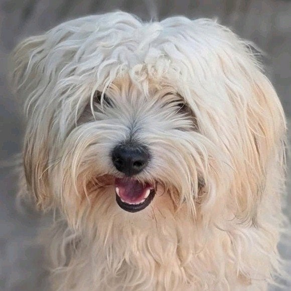 Scruffy zoekt een baasje, 1 tot 2 jaar, Buitenland, Eén hond, Klein