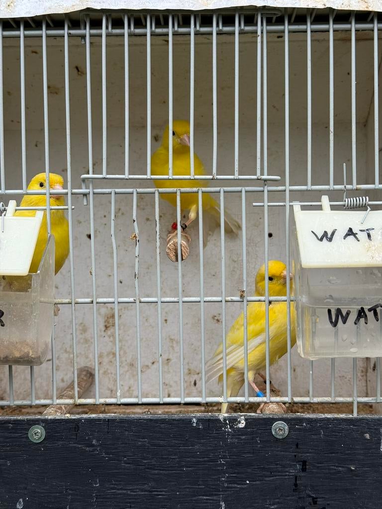3 gele kanaries 2025, Dieren en Toebehoren, Vogels | Kanaries, Meerdere dieren, Kleurkanarie