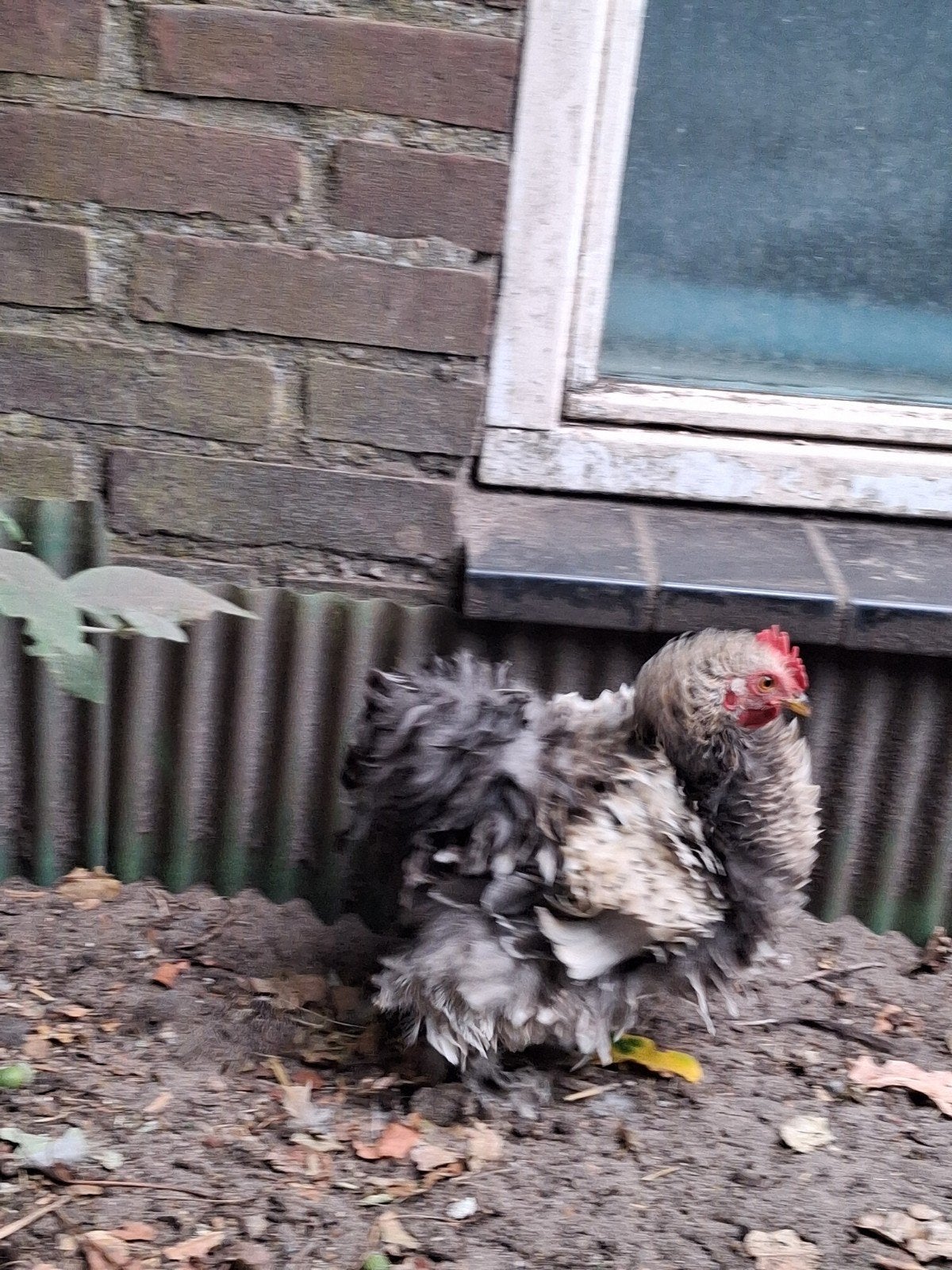 2 x haan, Mannelijk, Kip