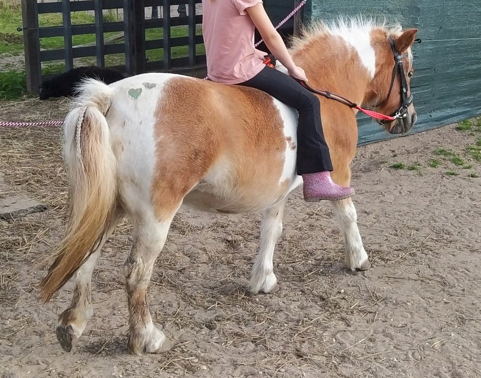 Lieve shet x Welsh pony zoekt verzorger/leaser/bruikleen, Ophalen