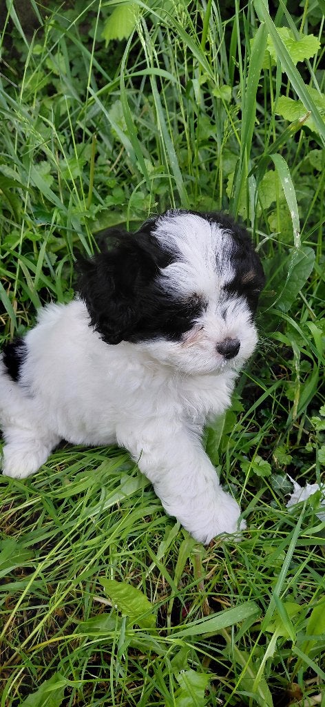 Lieve kleine doodle pups, laatste kans..., Overige rassen, 8 tot 15 weken, Meerdere, Meerdere dieren