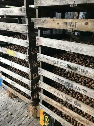 Oude bollenkisten, 1 lats houten kisten ideaal voor walnoten