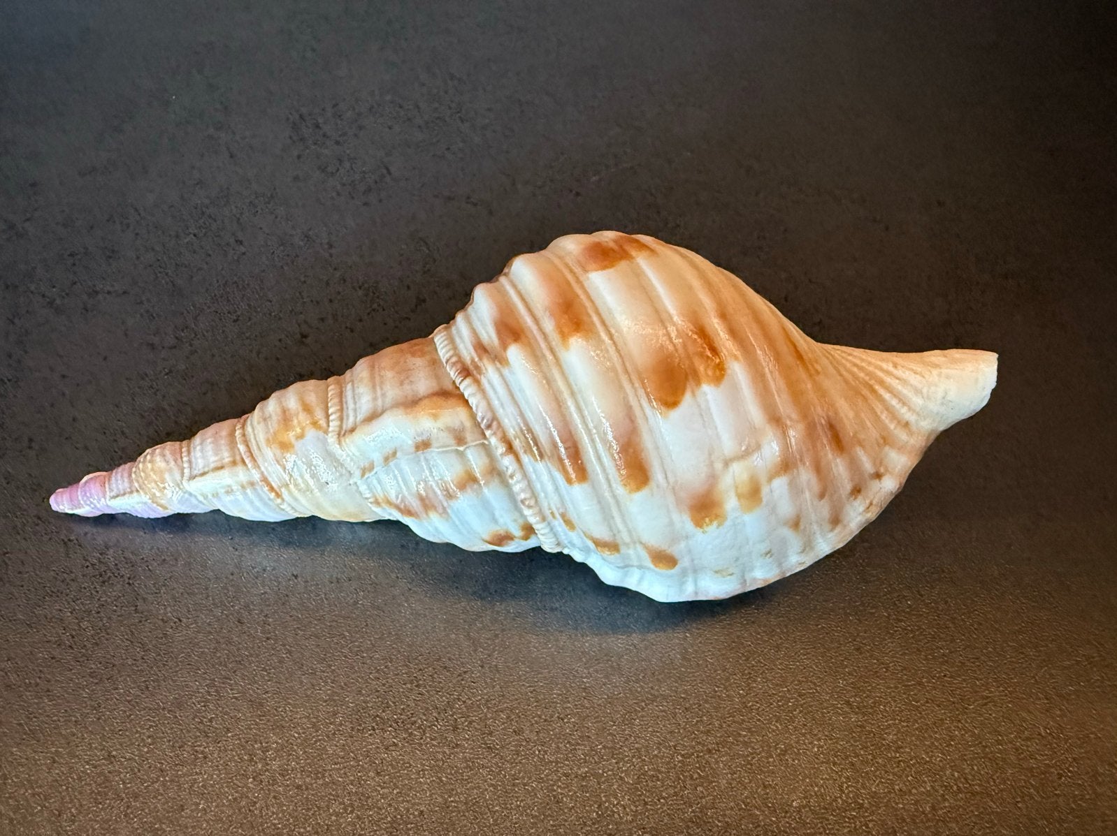Grote trompetschelp spil schelp spilschelp zeeschelp – 17 cm, Verzamelen, Ophalen of Verzenden, Zo goed als nieuw