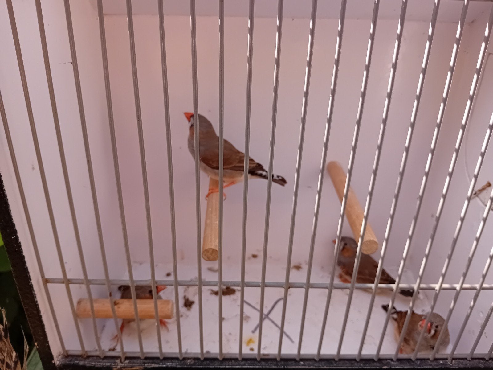 4 zebravink mannen., Mannelijk, Tropenvogel