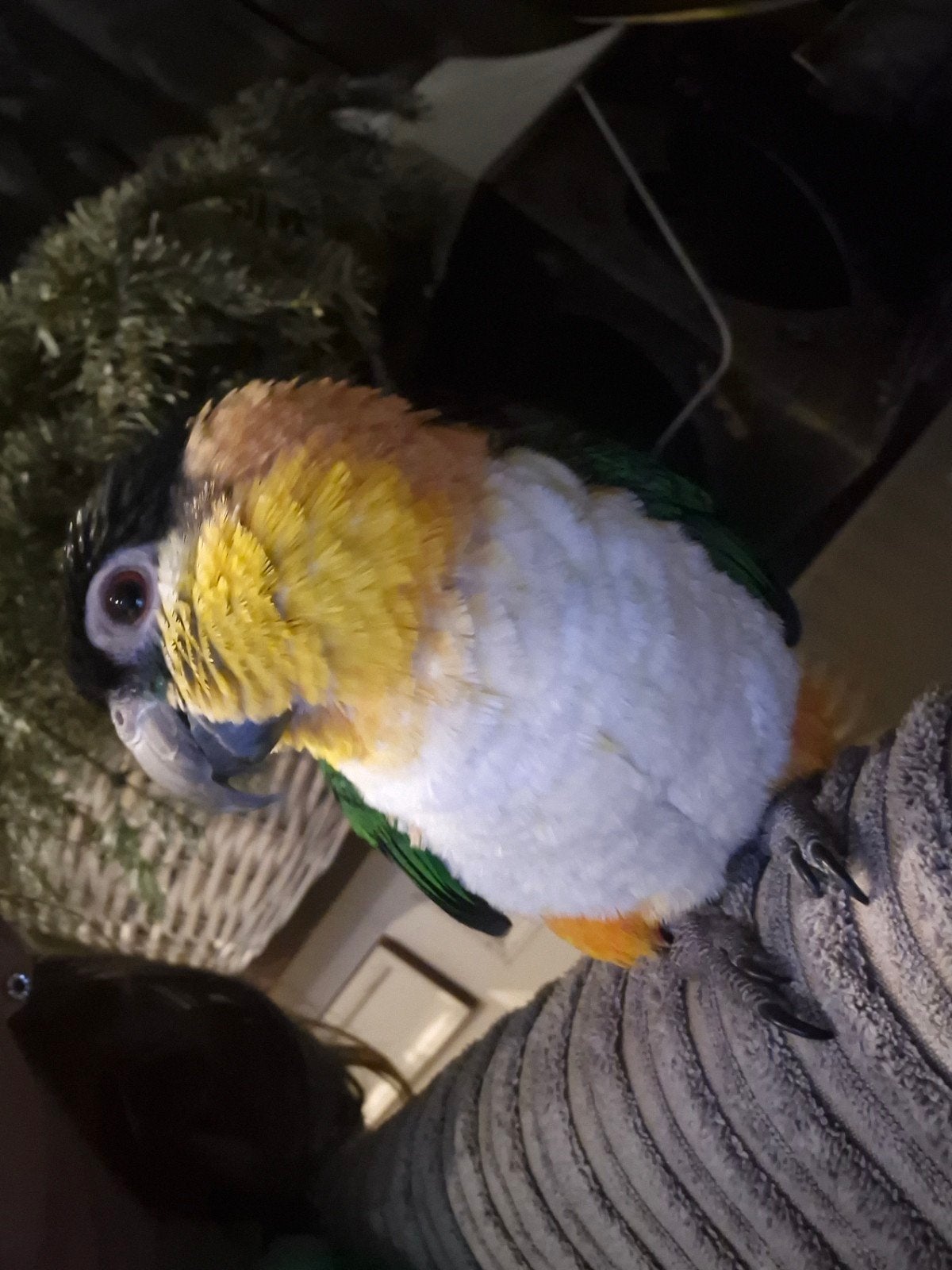 Lieve-Tamme-Jonge-Pratende Zwartkop Caique, Geslacht onbekend, Papegaai, Pratend