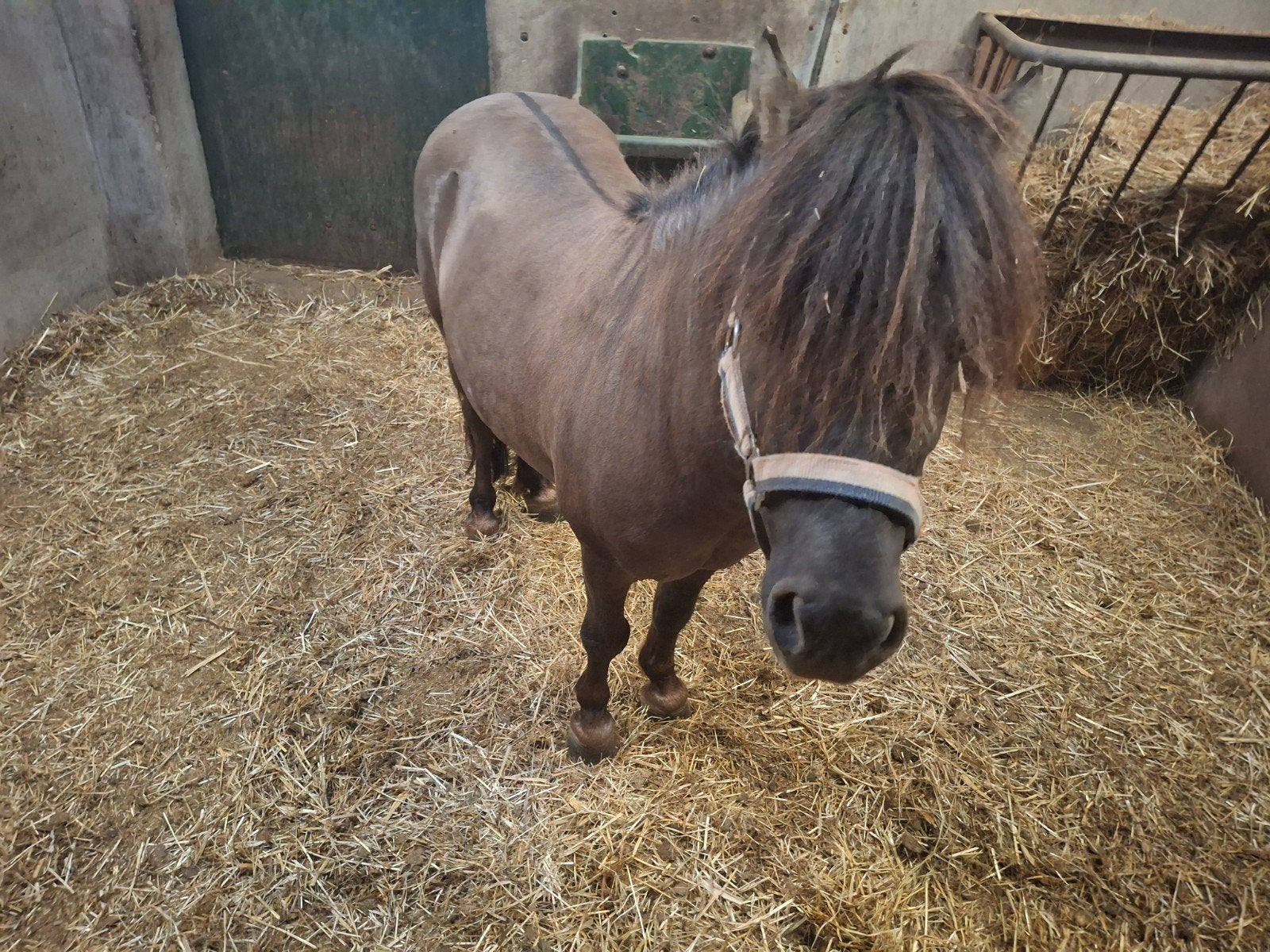 Shetlander hengst valkkleur, Hengst